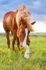 Beautiful red horse with long blond mane in spring field with yellow flowers against dark storm sky