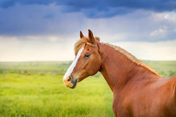 Red horse with long mane portrait against dark sky