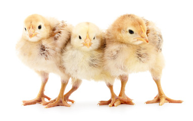 Three cute chicks.