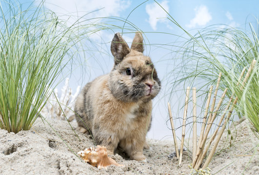 Kaninchen in den Dünen