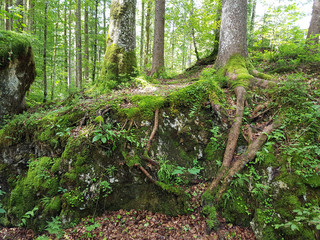 Zauberwald; Hintersee; Ramsau; Geotop