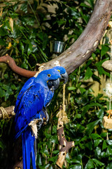 Two Blue Parrots