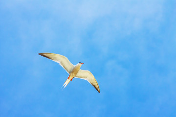 Gull Cormorant in the blue sunny sky background
