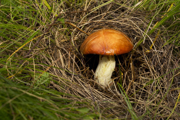 the edible mushrooms