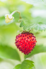 Ripe Wild Strawberry on Plant, Macro Closeup