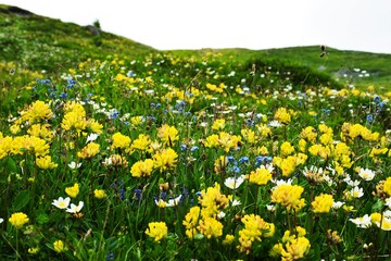 Flower field switzerland