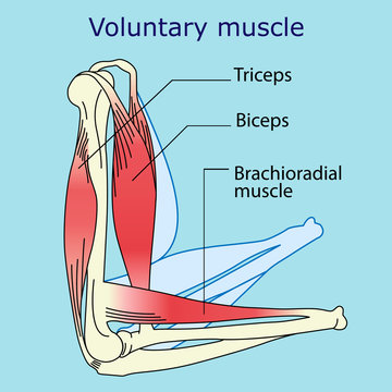 anatomy of the voluntary muscle