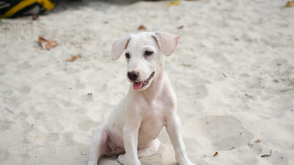 Puppy looking at something sitting at the beach