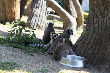 The individuality of the one lemur in the flock