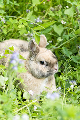 Kaninchen in der Blumenwiese