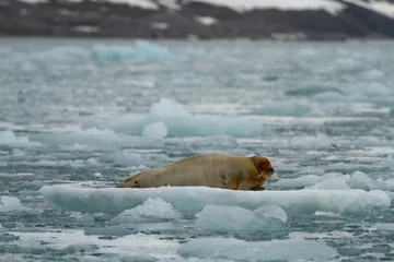 Fototapeten seal on a ice pack in svalbard © franco lucato