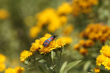 Moth with black wings with red spots sitting on yellow flowers