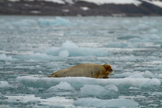 seal on a ice pack in svalbard