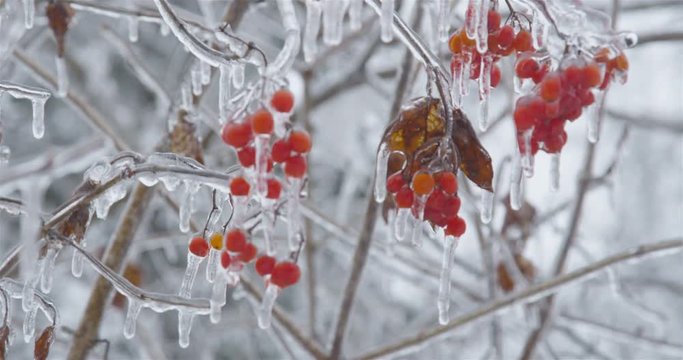 Viburnum opulus cluster of red berries in winter