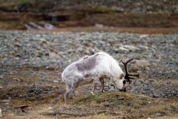 Obraz premium reindeers walking in the svalbard islands