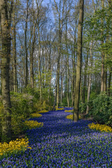 flowerbed in Keukenhof