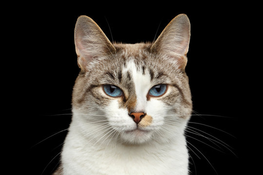 Closeup Portrait of calm face White Cat, Red nose, offended looks Blue Eyes Isolated Black Background, Front view