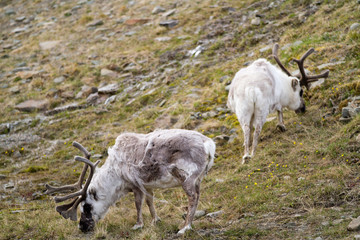Fototapeta premium reindeers walking in the svalbard islands