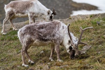 reindeers walking in the svalbard islands