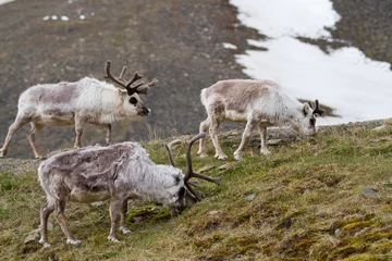 Wall murals Arctic reindeers walking in the svalbard islands