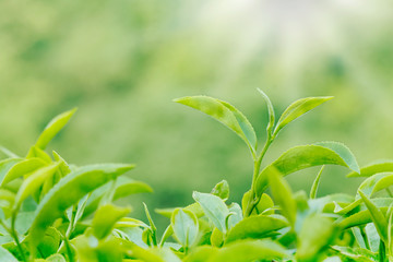 Green tea bud and leaves. Tea plantations