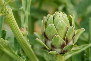 Fototapeta premium Artichoke in a garden, closeup