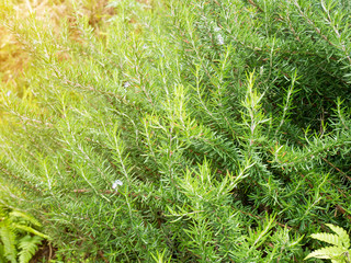 Fresh rosemary organic herb grow outdoor close up