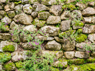 Vieux mur de pierre avec de la mousse