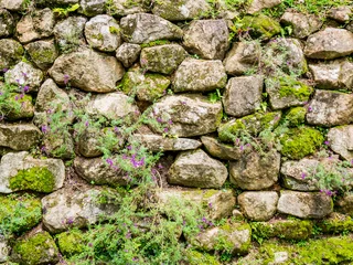 Photo sur Plexiglas Pierres Vieux mur de pierre avec de la mousse