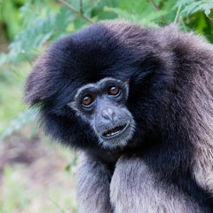 Adult white handed gibbon