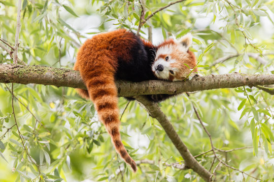 Fototapeta Red Panda, Firefox or Lesser Panda