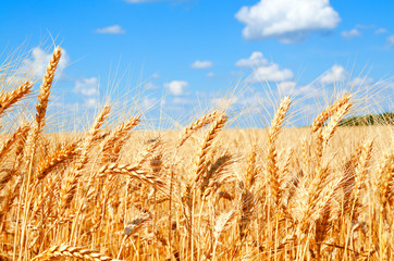 Background of wheat field with ripening golden ears - obrazy, fototapety, plakaty