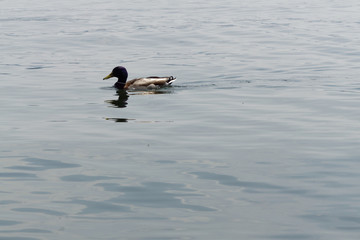 Ducks swiming