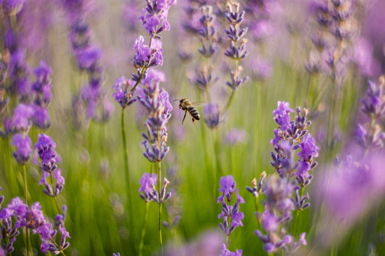 Bee flies in lavender © talpik