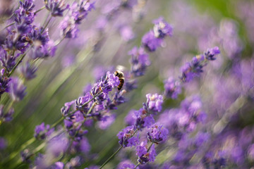 Bee pollinate lavender