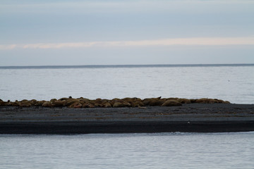 svalbard view of the landscape during the summer season walrus colony