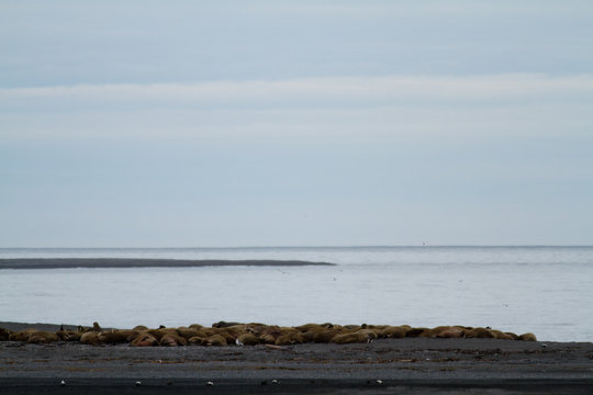 svalbard view of the landscape during the summer season walrus colony