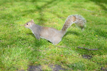 Squirrel on the ground