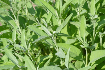 Sage, or Salvia in the garden