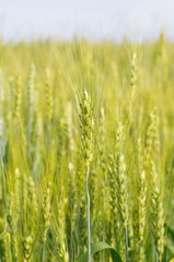 Rye ear in the background of a field of rye
