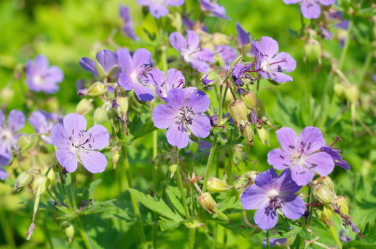 Geranium meadow (lat. Geranium pratense)