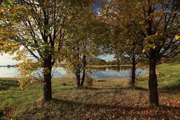 Fototapeta premium trees in the summer park