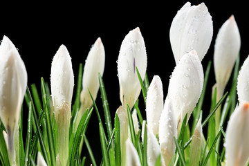 white crocus on a black background