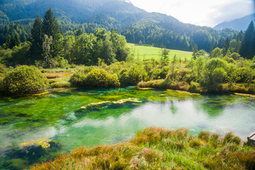 Zelenci - Sava river spring in forest