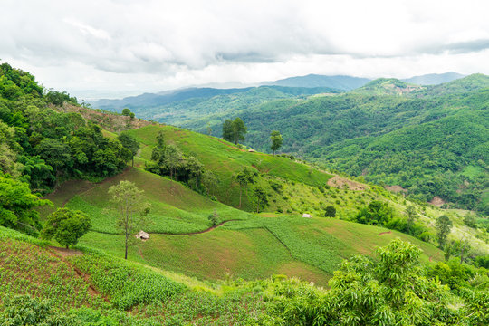 Corn Plantation at Mea Salong Mountain