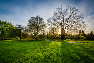 Fototapeta na wymiar The sun shining through trees at Cylburn Arboretum, in Baltimore