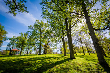 The sun shining through trees at Druid Hill Park, in Baltimore,