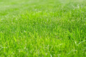 Fototapeta na wymiar green lawn yard