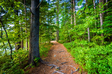 Trail at Ahern State Park, in Laconia, New Hampshire.