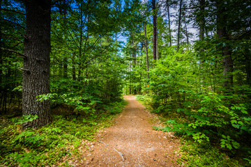 Trail in a forest at Bear Brook State Park, New Hampshire.